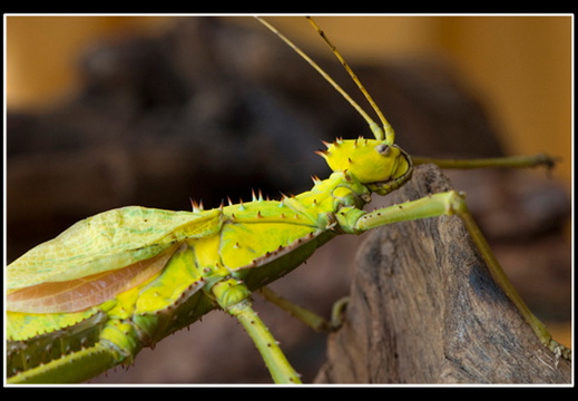 femelle adulte au couleurs jaune.