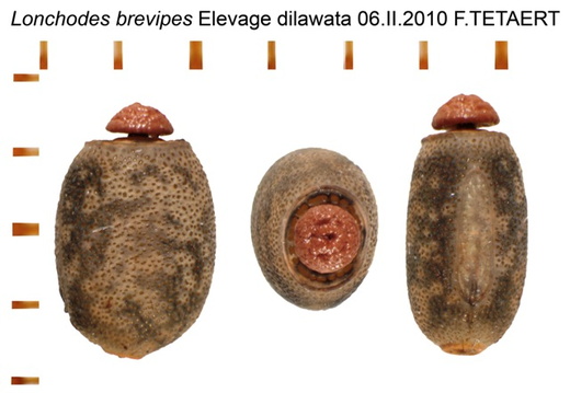 Lonchodes brevipes psg 19 / CLP047