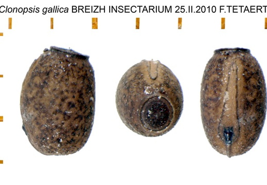 Clonopsis gallica psg 45 / CLP062