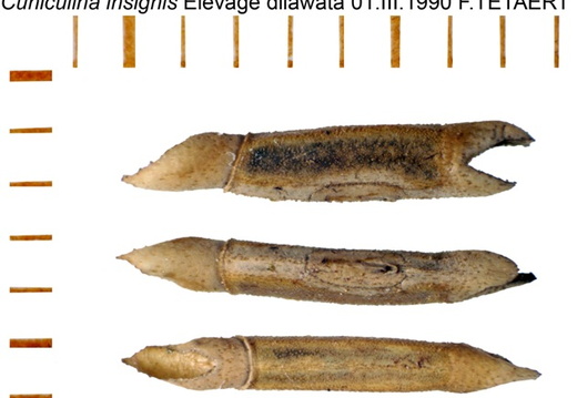 Cuniculina insignis / psg 94 CLP257 - display this album Cuniculina insignis / psg 94 CLP257