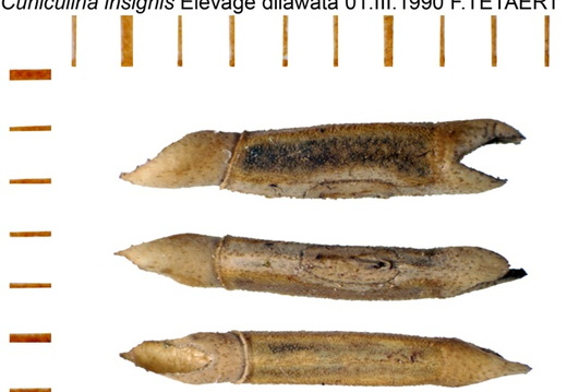 Cuniculina insignis / psg 94 CLP257