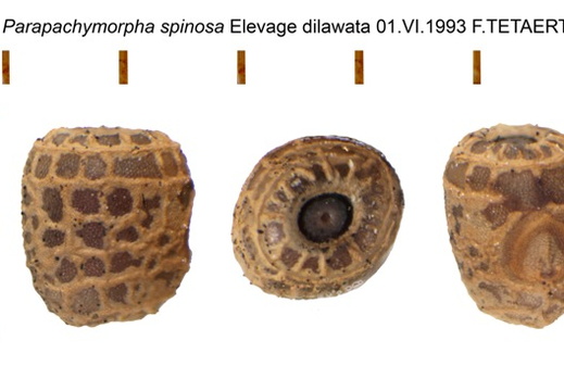 Parapachymorpha spinosa / psg 105 CLP88