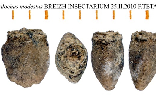 Lonchodes modestus psg 138 / CLP104