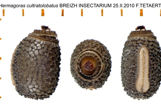 Hermagoras cultratolobatus psg 181 / CLP128