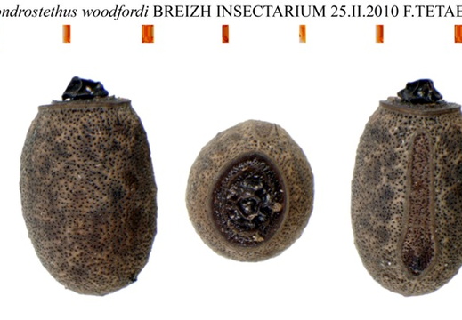 Chondrostethus woodfordi / psg 186 CLP132