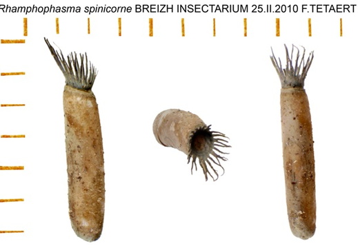 Rhamphophasma spinicorne psg 194 / CLP302