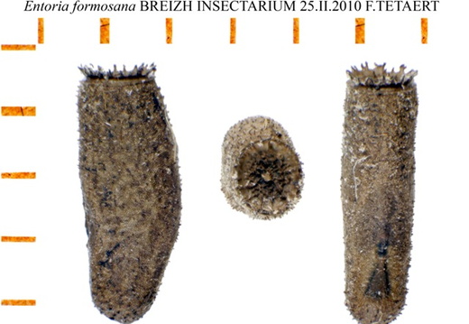 Entoria formosana psg 228 / CLP159