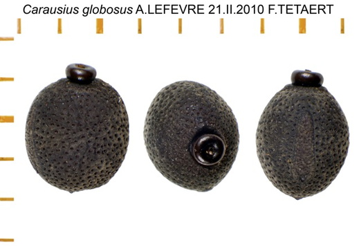 Carausius globosus psg ?/ CLP332