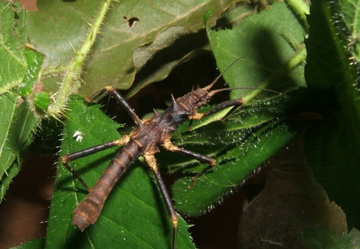 Hoploclonia cuspidata psg 199 / CLP029