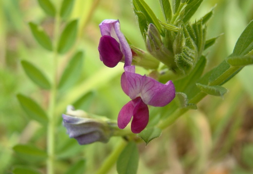 Vicia sativa