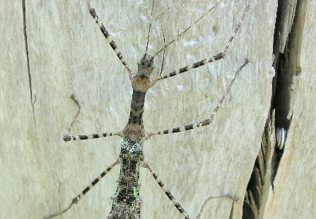 Pseudodiacantha macklottii psg 2 / CLP034