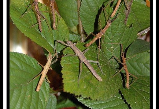 Dimorphodes catenulatus / psg 236 CLP167 - display this album Dimorphodes catenulatus / psg 236 CLP167