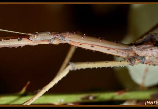 Femelle adulte détail