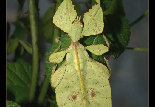 Phyllium westwoodii / psg 128 CLP11