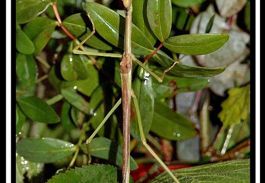 Pharnacia palawanica / Philippines psg ? CLP418