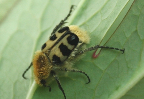 Trichius rosaceus