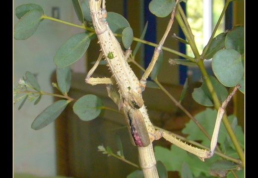 Achrioptera manga psg 327 / CLP314