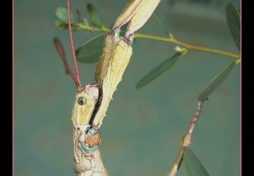 Femelle adulte détail