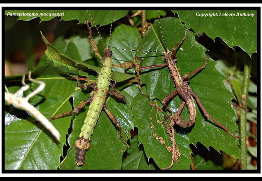 Parectatosoma mocquerysi / psg 258 CLP181