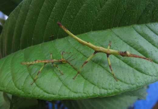 Deux nymphes ayant trois semaines d'intervalle