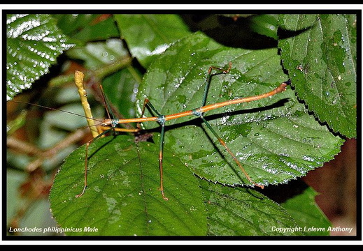 Lonchodes philippinicus / psg 282 CLP36