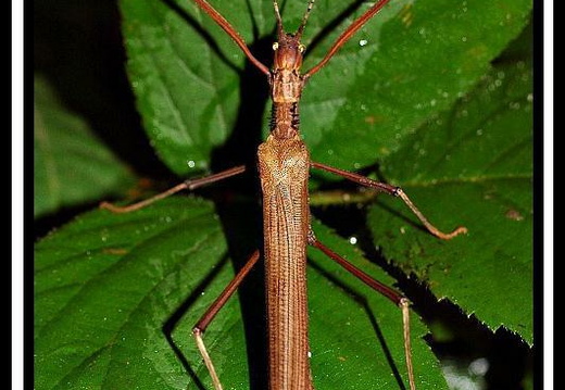 Pseudophasma acanthonotus / psg 189 CLP14