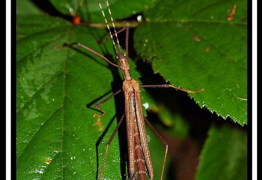 Pseudophasma acanthonotus psg 189 / CLP014