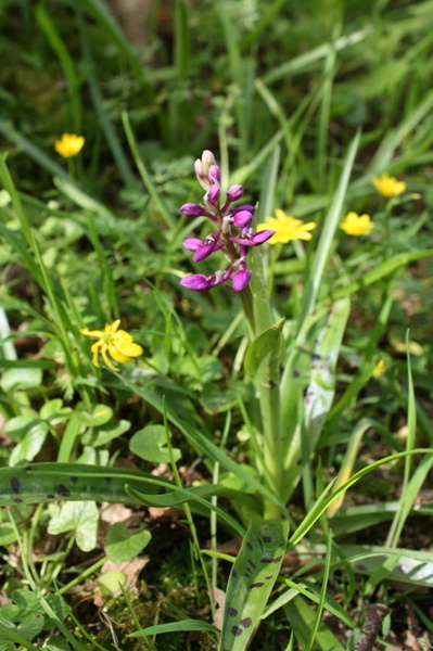 Orchis maculata.jpg