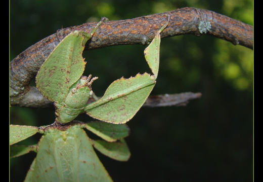 Femelle adulte détail