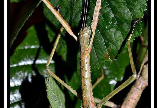 Femelle adulte détail