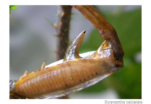 ergot mâle détail