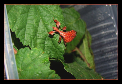 Phyllium bioculatum var Pulchrifolium psg 10 / CLP040