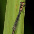 Ischnura elegans femelle.jpg