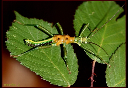 Mearnsiana bullosa / psg 338 CLP369