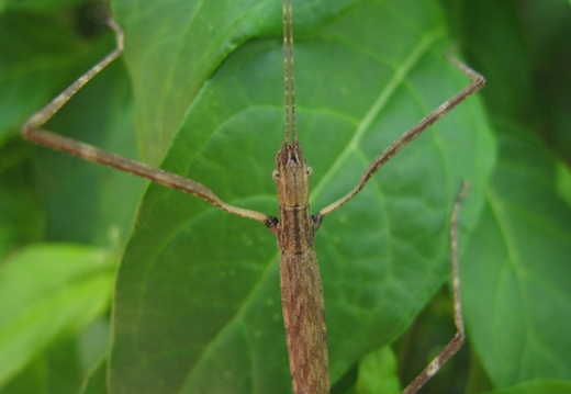 détail