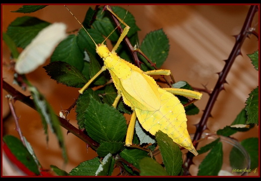 Femelle adulte jaune.