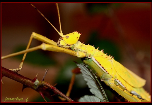 Femelle adulte jaune