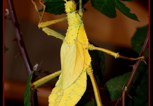 Femelle adulte jaune