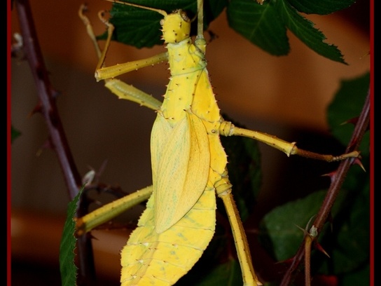 Femelle adulte jaune