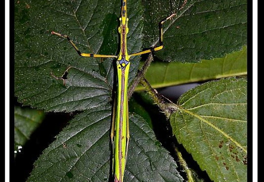 Anarchodes annulipes / psg 290 CLP022