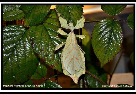 Phyllium westwoodii (celebicum) psg 128 / CLP011