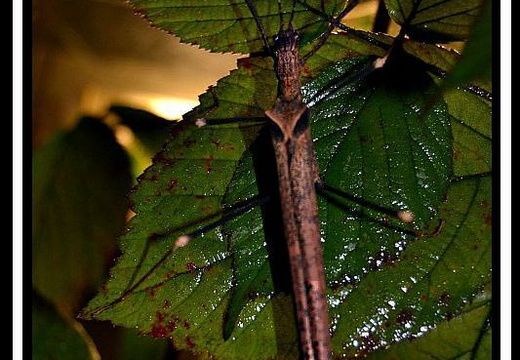 Pseudophasma rufipes psg 85 / CLP083