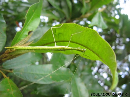 Femelle adulte in situ