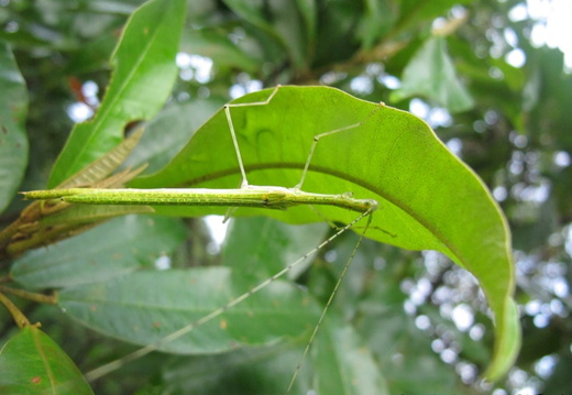 Femelle adulte in situ