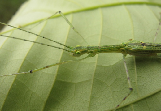 Femelle adulte détail