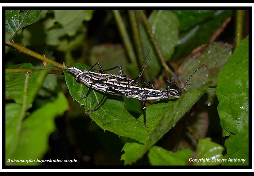 Anisomorpha buprestoides 