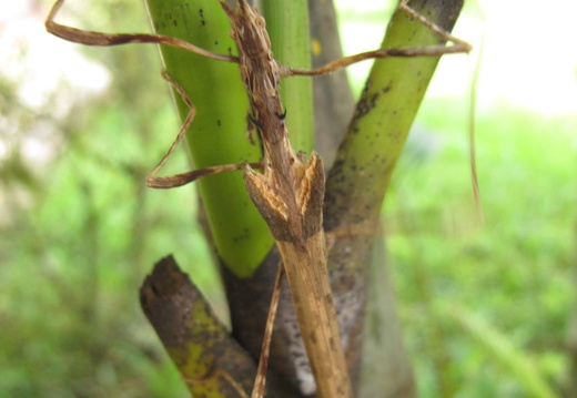 Ignacia auriculata / psg ? CLP?