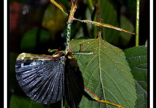 Achrioptera punctipes punctipes psg 149 / CLP316