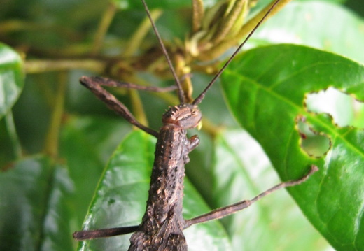 Periphloea santara femelle détail..