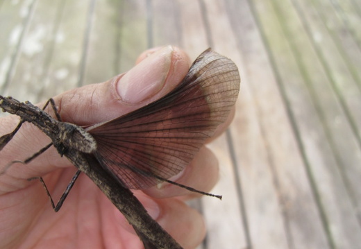 Periphloea santara femelle détail.